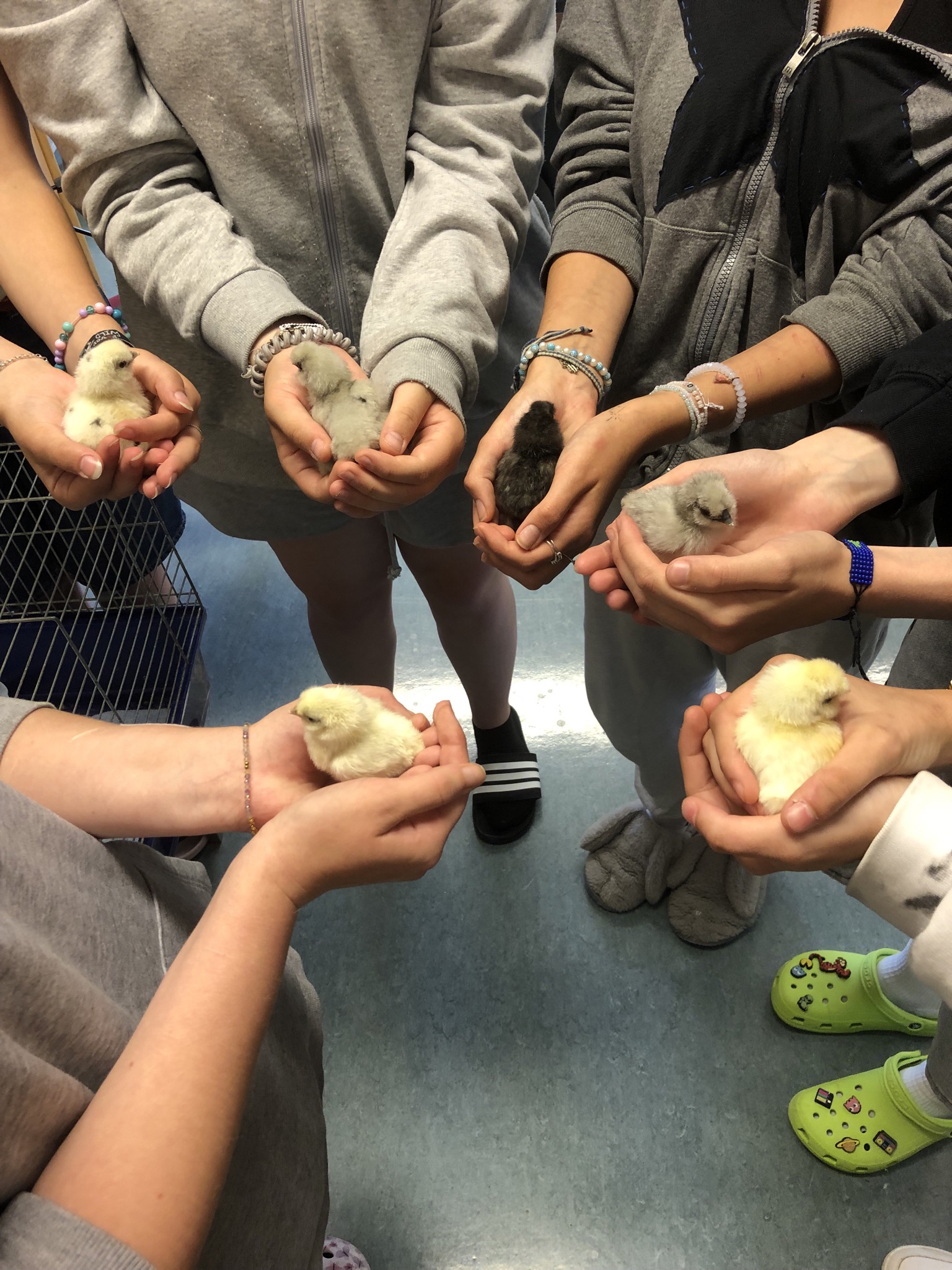 Die Küken in den Händen der Patientinnen und Patienten.