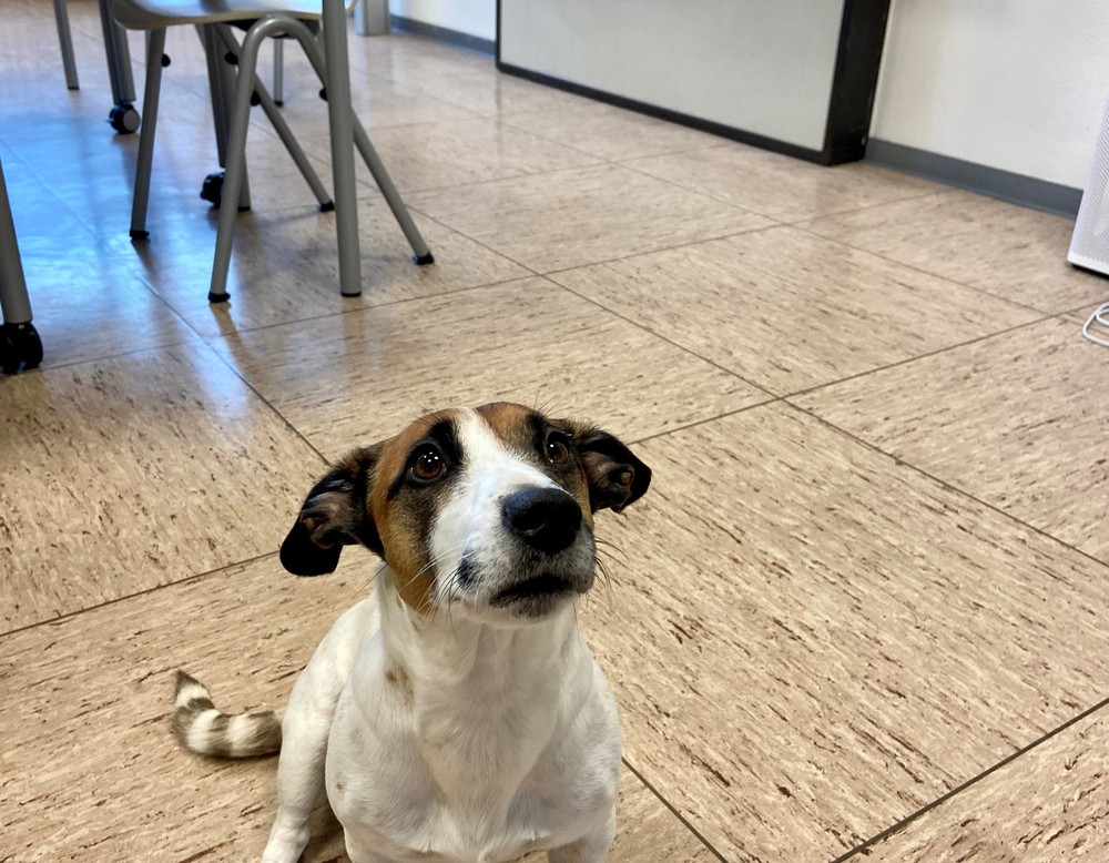 Der kleine Hund Perle ist das Maskottchen der LWL-Schule Paderborn.