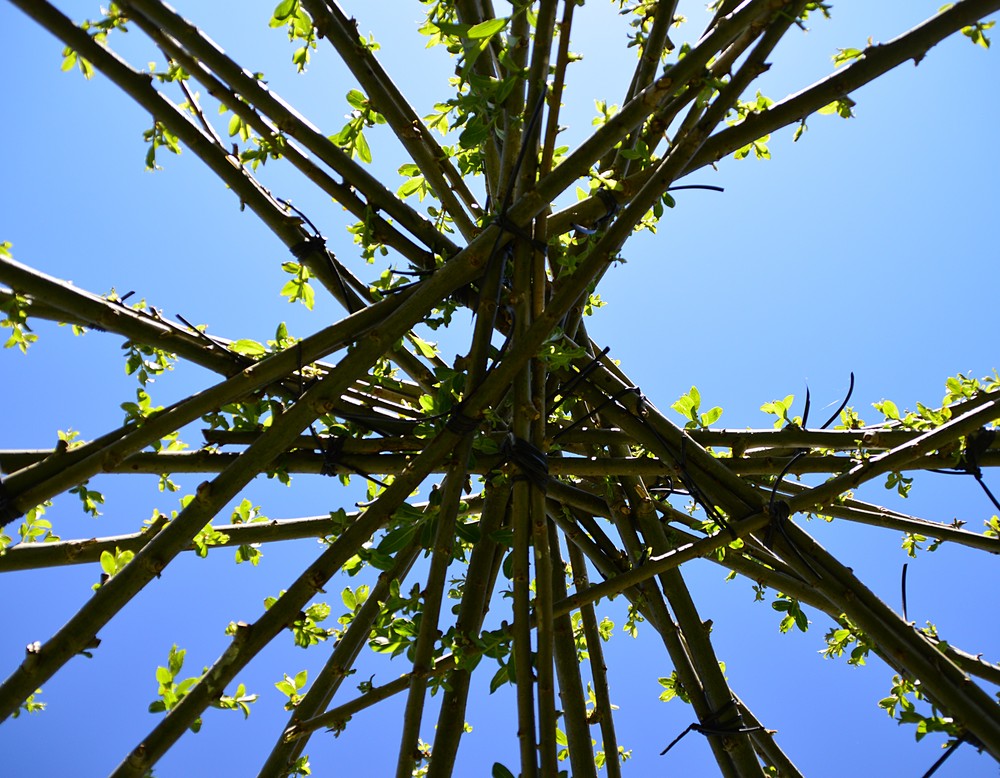 Weidenest im Garten