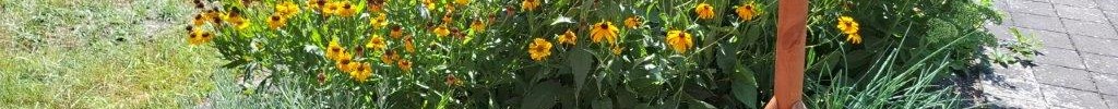 Blumen