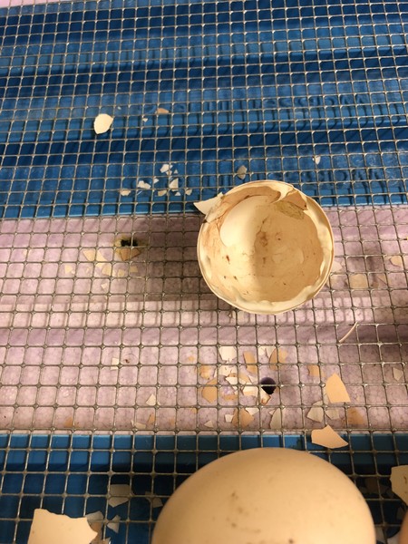 Küken schlüpfen auf Station. Zu sehen ist die Eierschale.