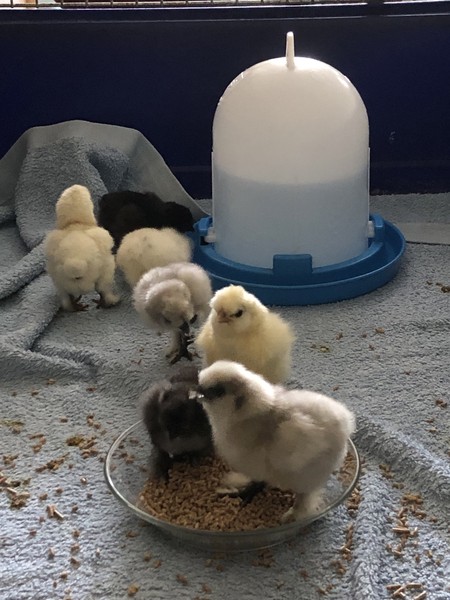 Die Küken fühlen sich wohl.